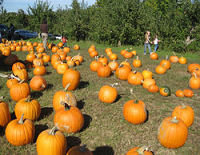 2025 Harvest Party