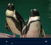 New England Aquarium