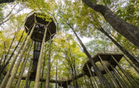 Forest Canopy